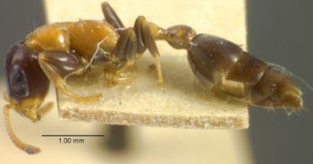 Media type: image; Entomology 23140   Aspect: habitus lateral view